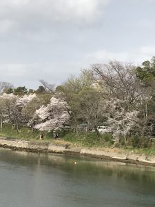 sakura